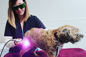 laser thérapeutique chien, physiothérapie